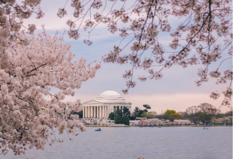 : Hoa anh đào hồng phấn nở rộ quanh Tidal Basin, Washington D.C., phía xa là đài Jefferson Memorial