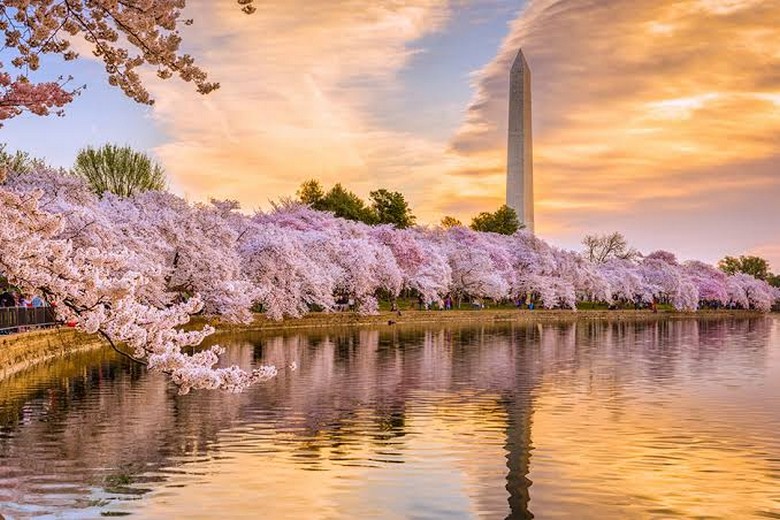 Hoa anh đào nở rộ bên hồ Tidal Basin ở Washington D.C.