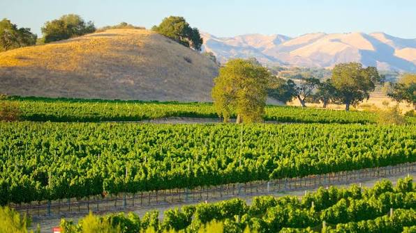 Vườn nho vùng Santa Ynez Valley gần Solvang
