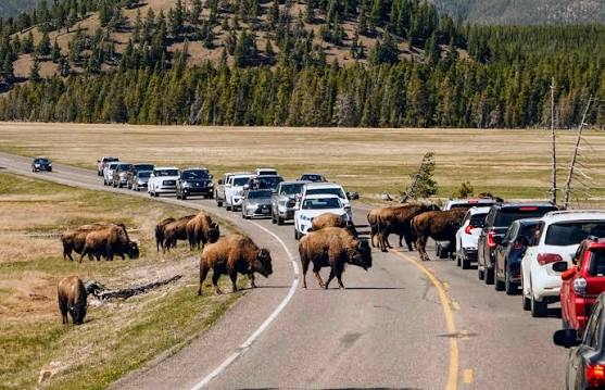 Đàn bò rừng bison băng qua đường trong công viên Yellowstone